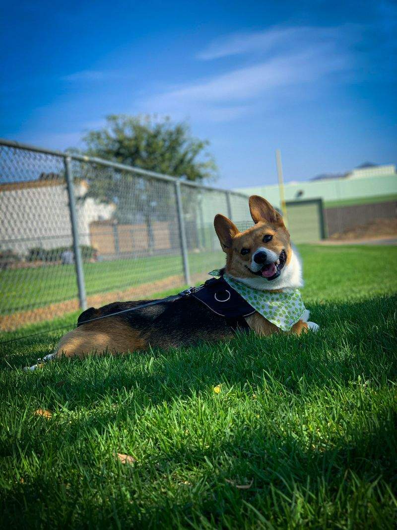 고양이 건강을 위한 영양 가이드